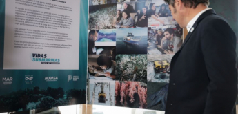 Vidas submarinas